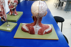 busto2