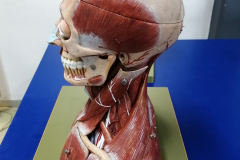busto3