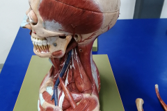 busto4