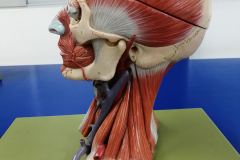 cabeza1