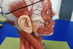 cabeza3