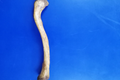 clavícula