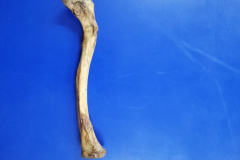 clavícula1