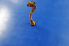 clavícula2