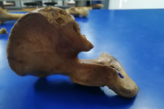 coaxal
