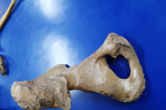 coaxal1