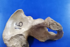 coaxal2