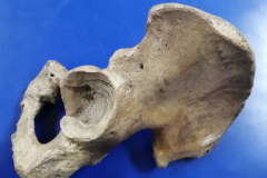 coaxal3