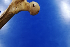 femur