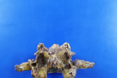 lumbar2