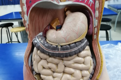 maniqui14