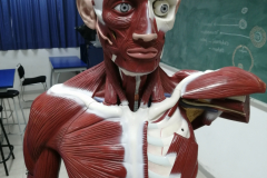 manmusculos