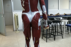 manmusculos1