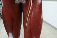 manmusculos3