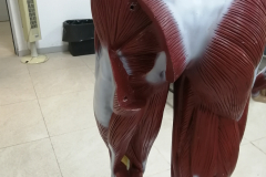 manmusculos6