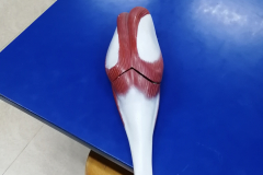 manmusculos7