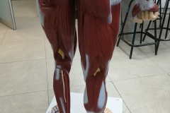manmusculos9