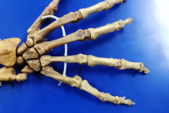 manoarticula