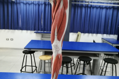 minferior