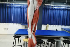 minferior1