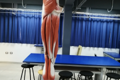 minferior2