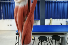 minferior6