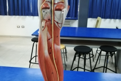 minferior8