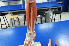 minferior9