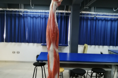 msuperior1