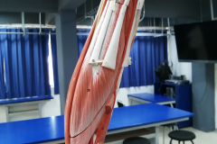 msuperior7