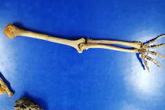 msuperiorarticulado1