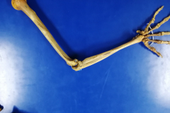 msuperiorarticulado2