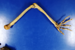 msuperiorarticulado3