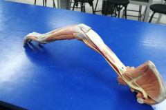 musculosmsuperior