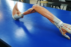 musculosmsuperior1
