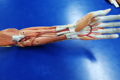 musculosmsuperior2