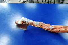 musculosmsuperior3
