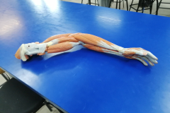 musculosmsuperior4