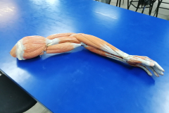 musculosmsuperior5