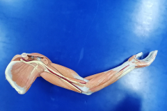 musculosmsuperior6