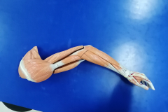 musculosmsuperior7