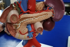 pancreas