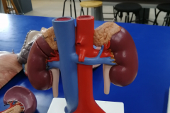 pancreas1
