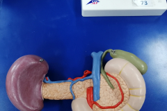 pancreas3