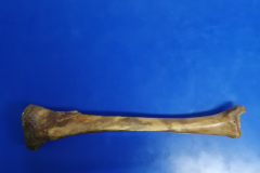 tibia