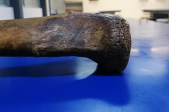 tibia6