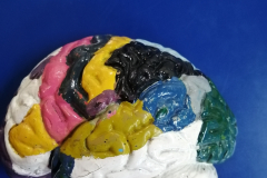 encecolor