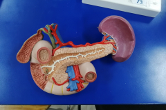 pancreas2